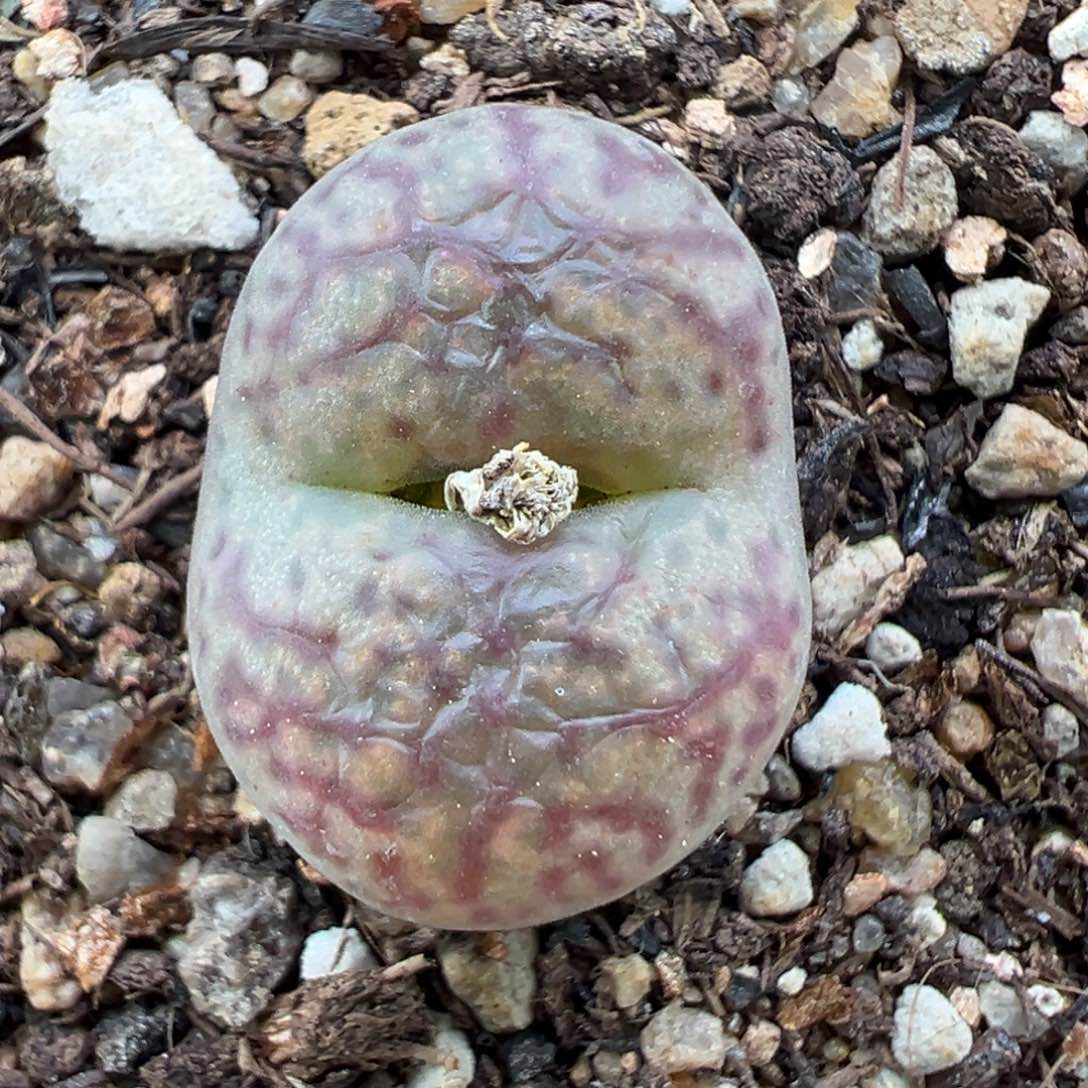 1.16好看的多肉218