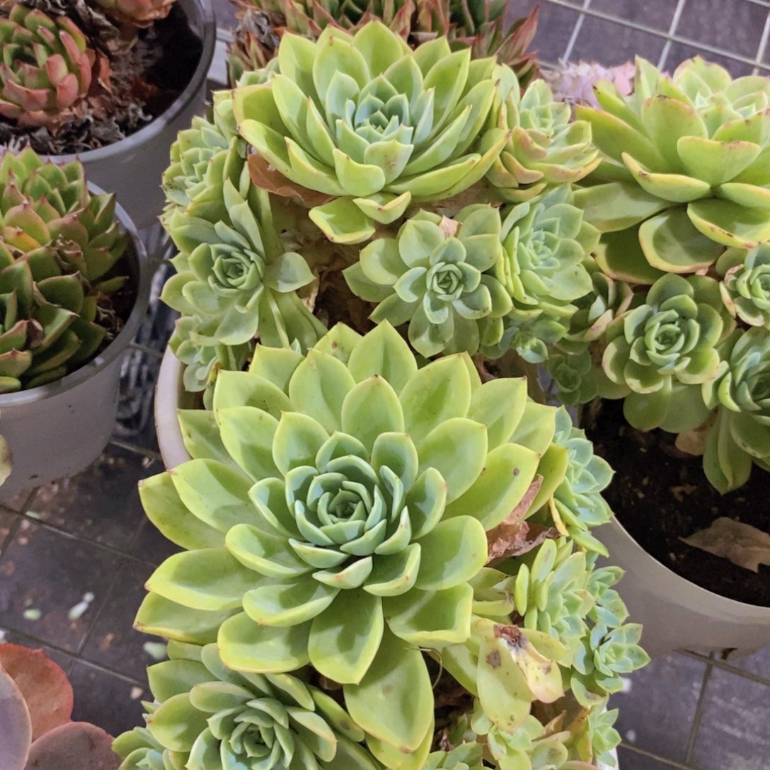 哈密瓜大单头带仔两盆