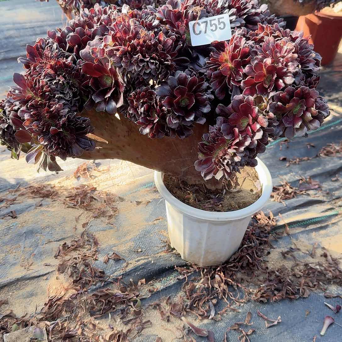 755欧紫一颗呀呀