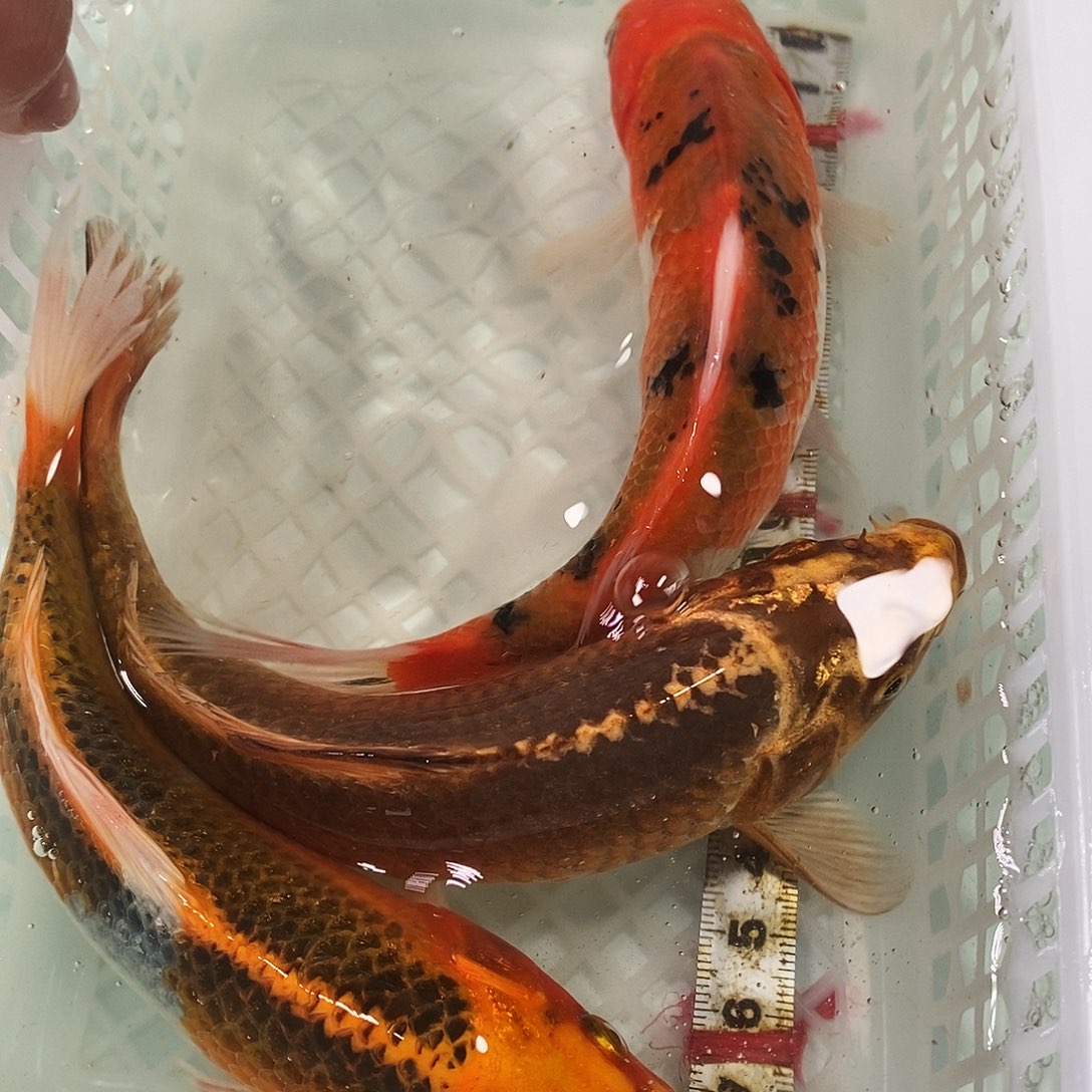 锦鲤冷水锦鲤包邮