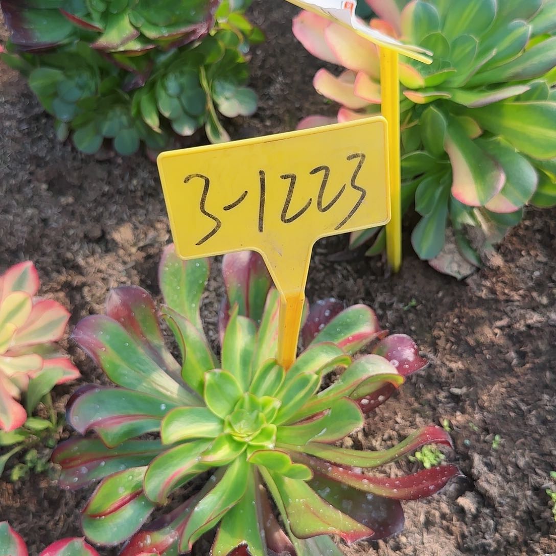 3-1223---多头多肉植物