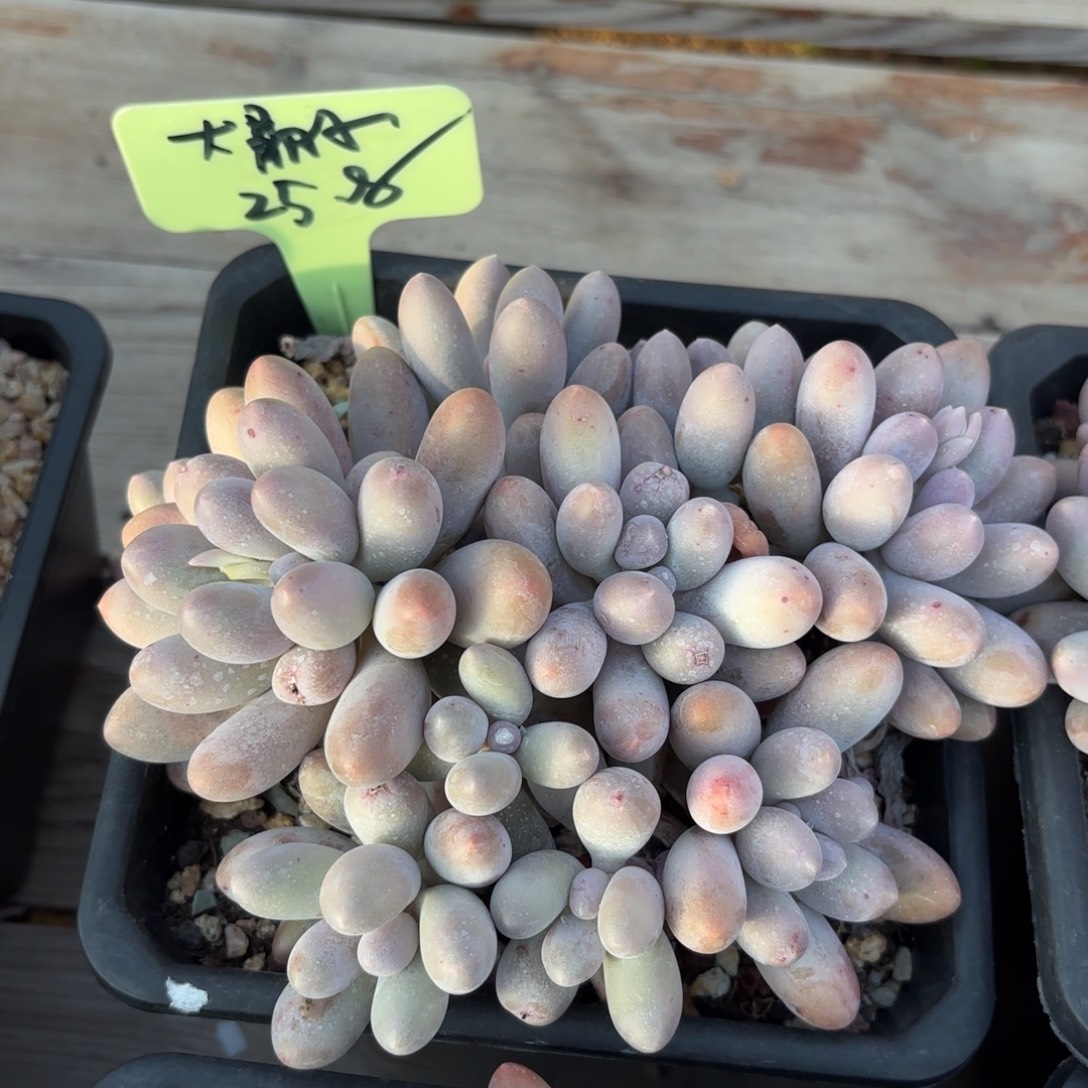 无花朵111111111111111