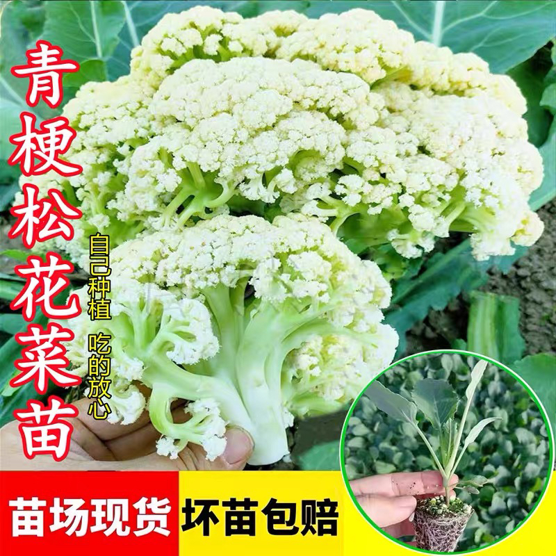 花菜苗蔬菜苗秋冬耐寒花菜苗幼苗蔬菜秧苗