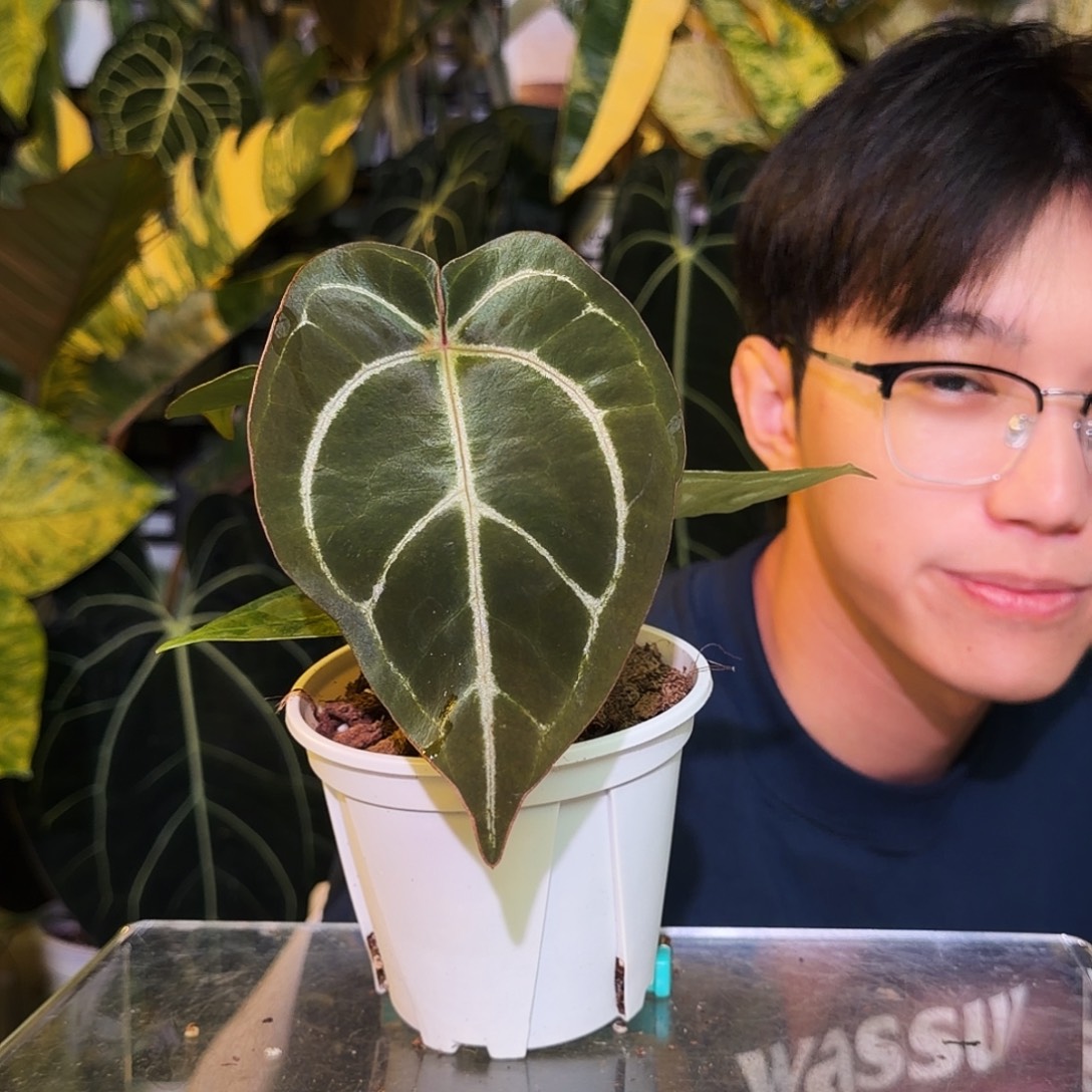 完全开放P191 大风车