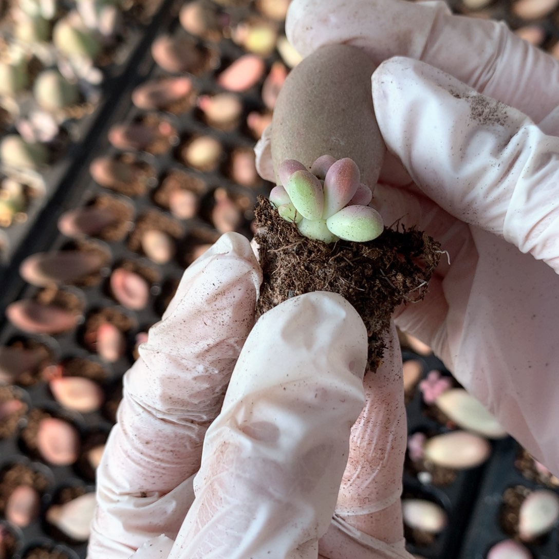 糖果奶酪多肉糖果奶