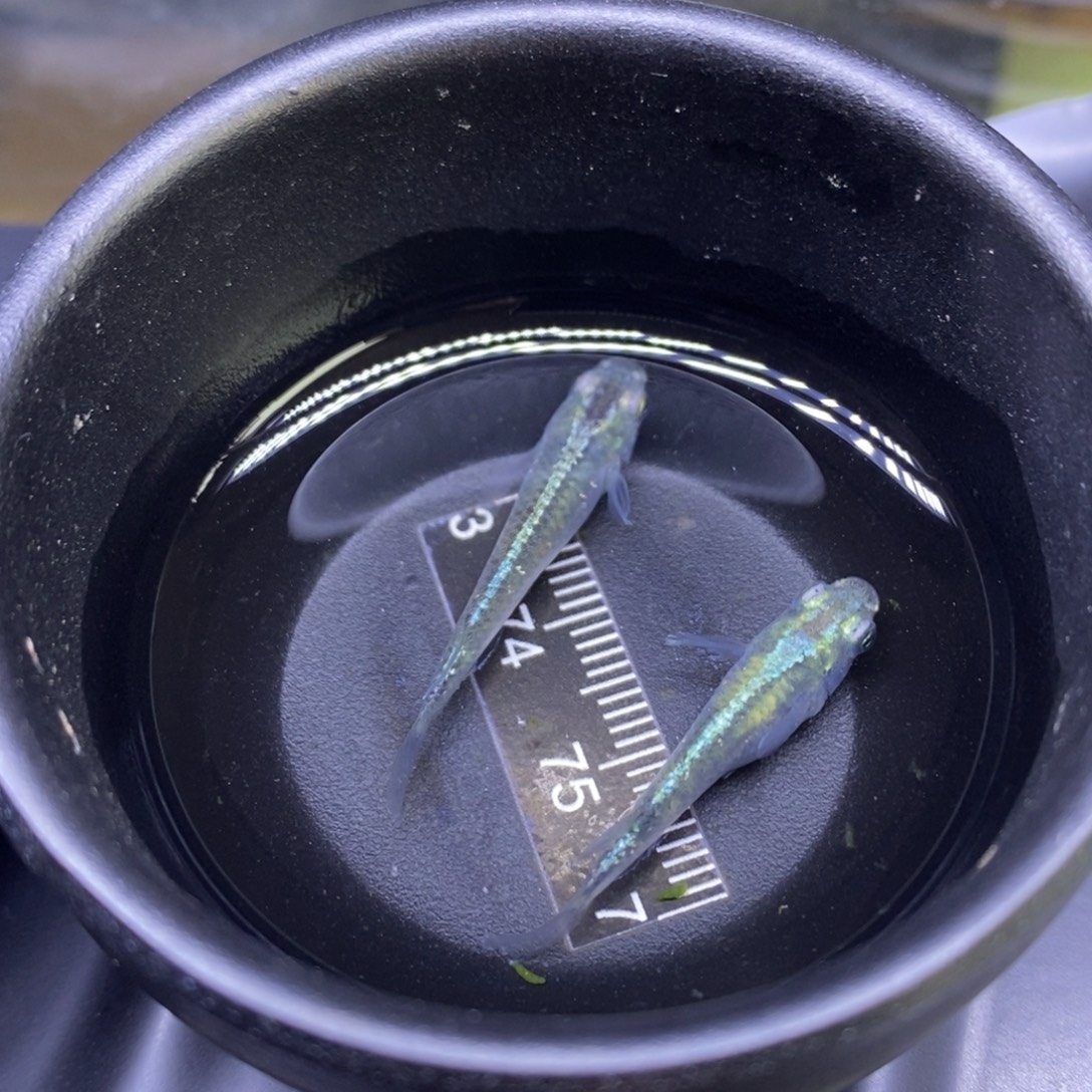 青鳉鱼全息图绿光9号