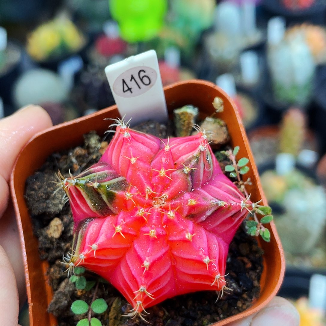 非偏远地区满25包邮仙人球