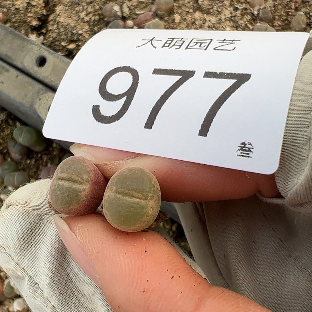 一物一拍正版静香风铃。 2颗977