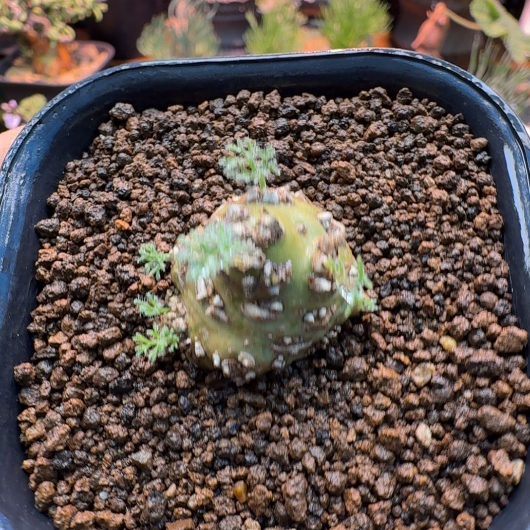 白皮月界763 仙人掌