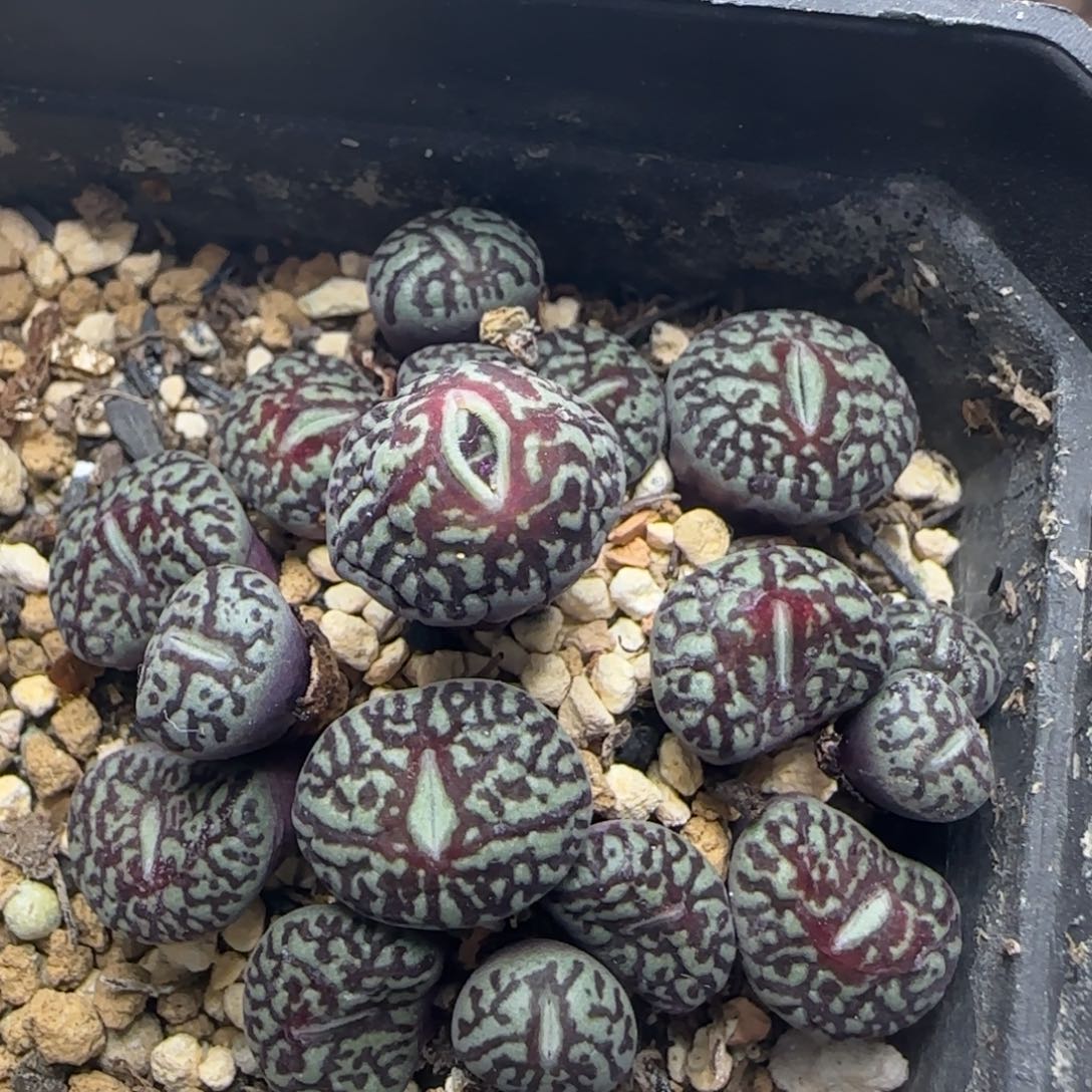 粗纹超墨群20头多肉831