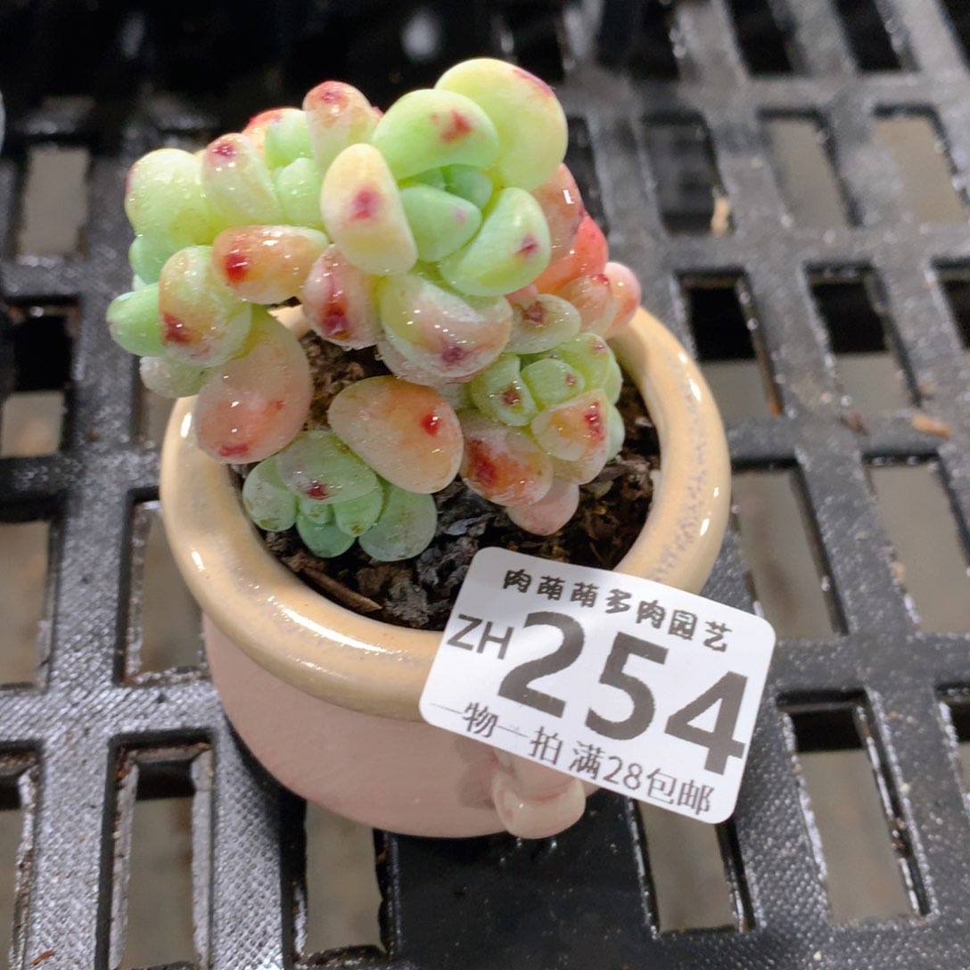 肉萌萌拇指盆精控多肉ZH254