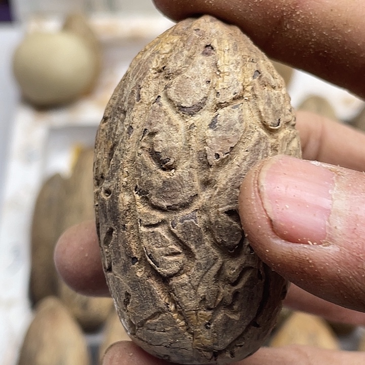 大***熊菩提1111111111111111111111