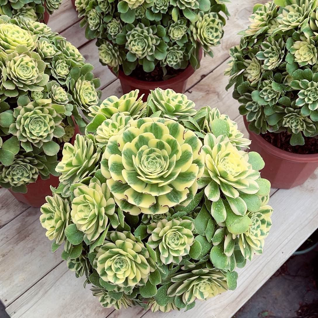 法师多肉植物f s