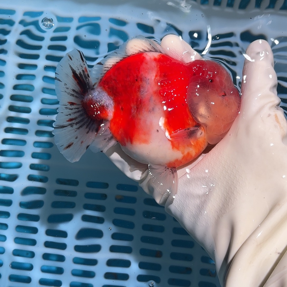 金鱼金鱼257854855558