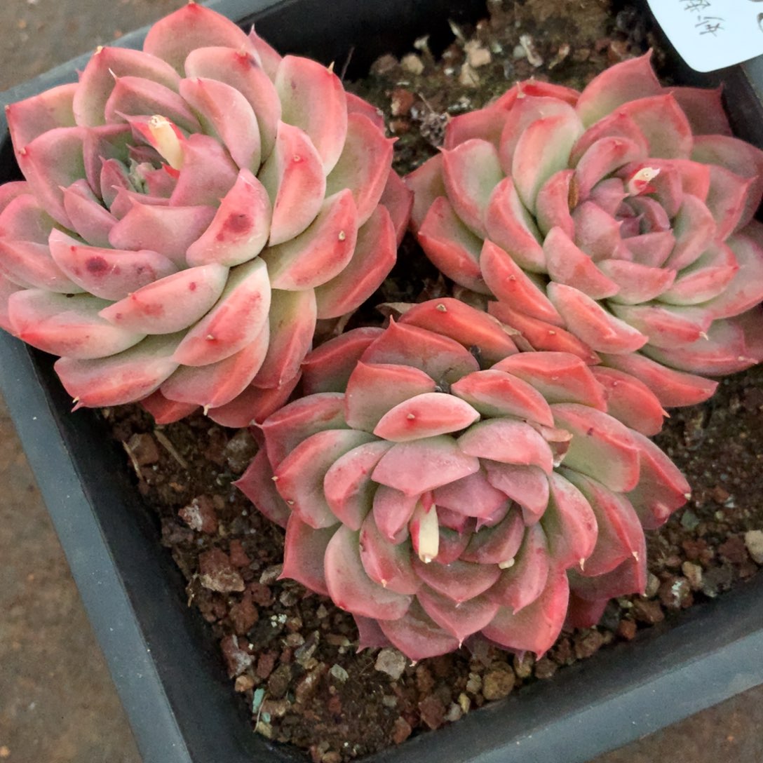 2601心开花不售后介意不拍11厘米