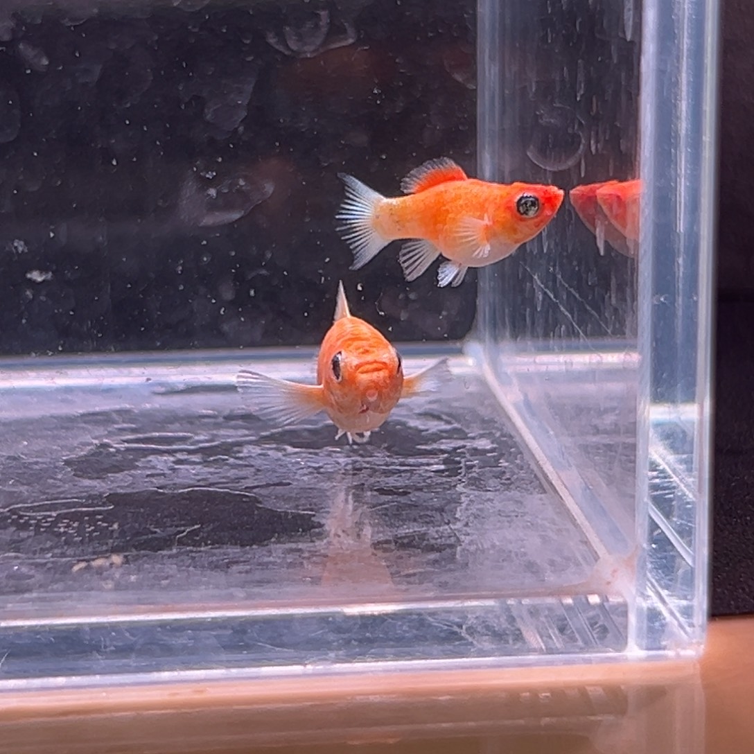 孔雀鱼花黄金崽两条