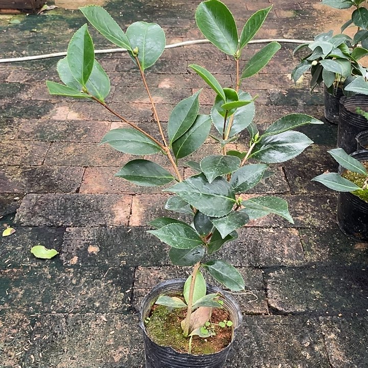 大部分开放少量花苞，天边六角，