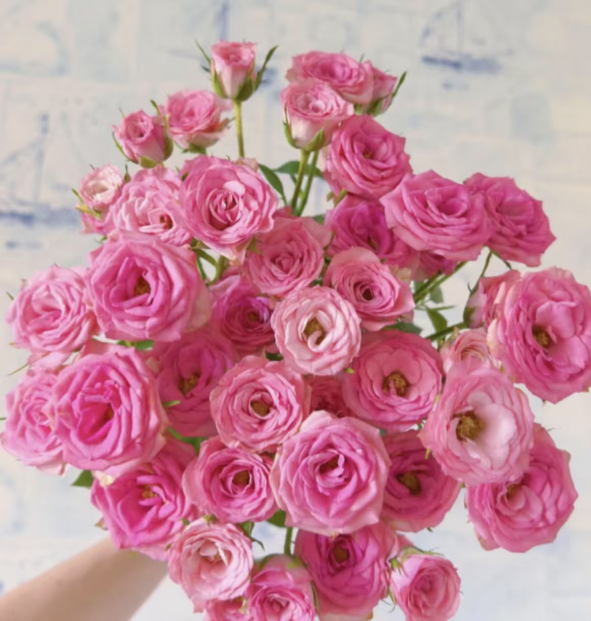 【陌上花开】花涧小樱-稀有多头玫瑰（注意：带包装醒花哦~）