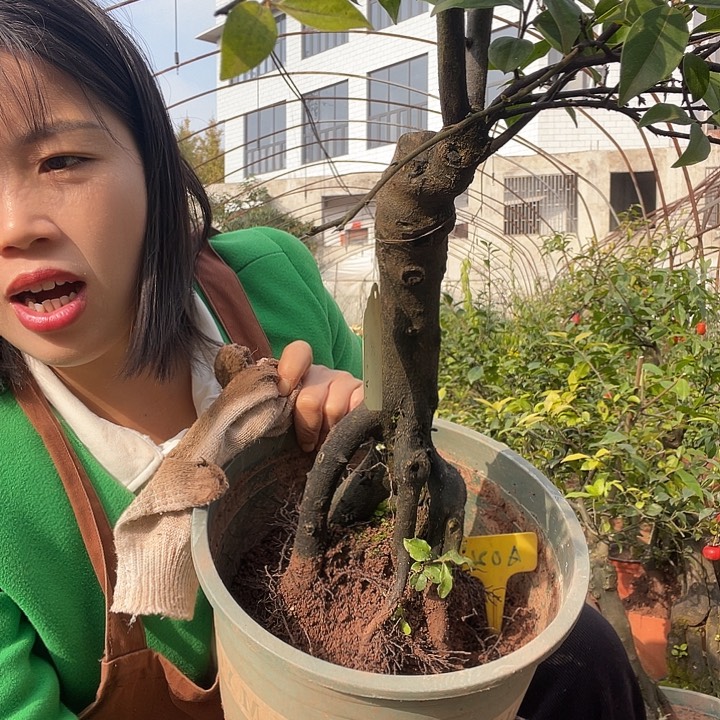 龚***友无花朵金弹子55555555