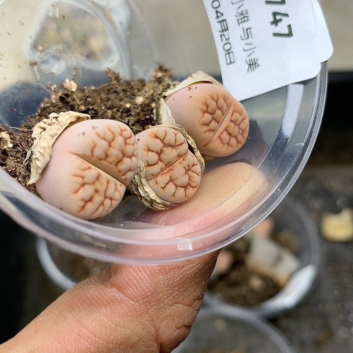 E747多肉植物保护