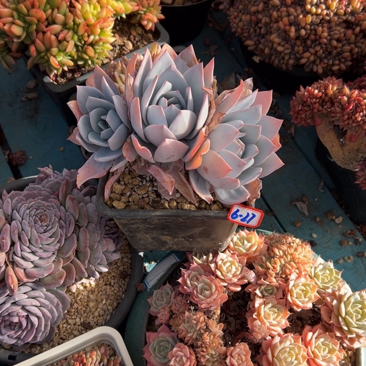 精品多肉植物老桩白莲