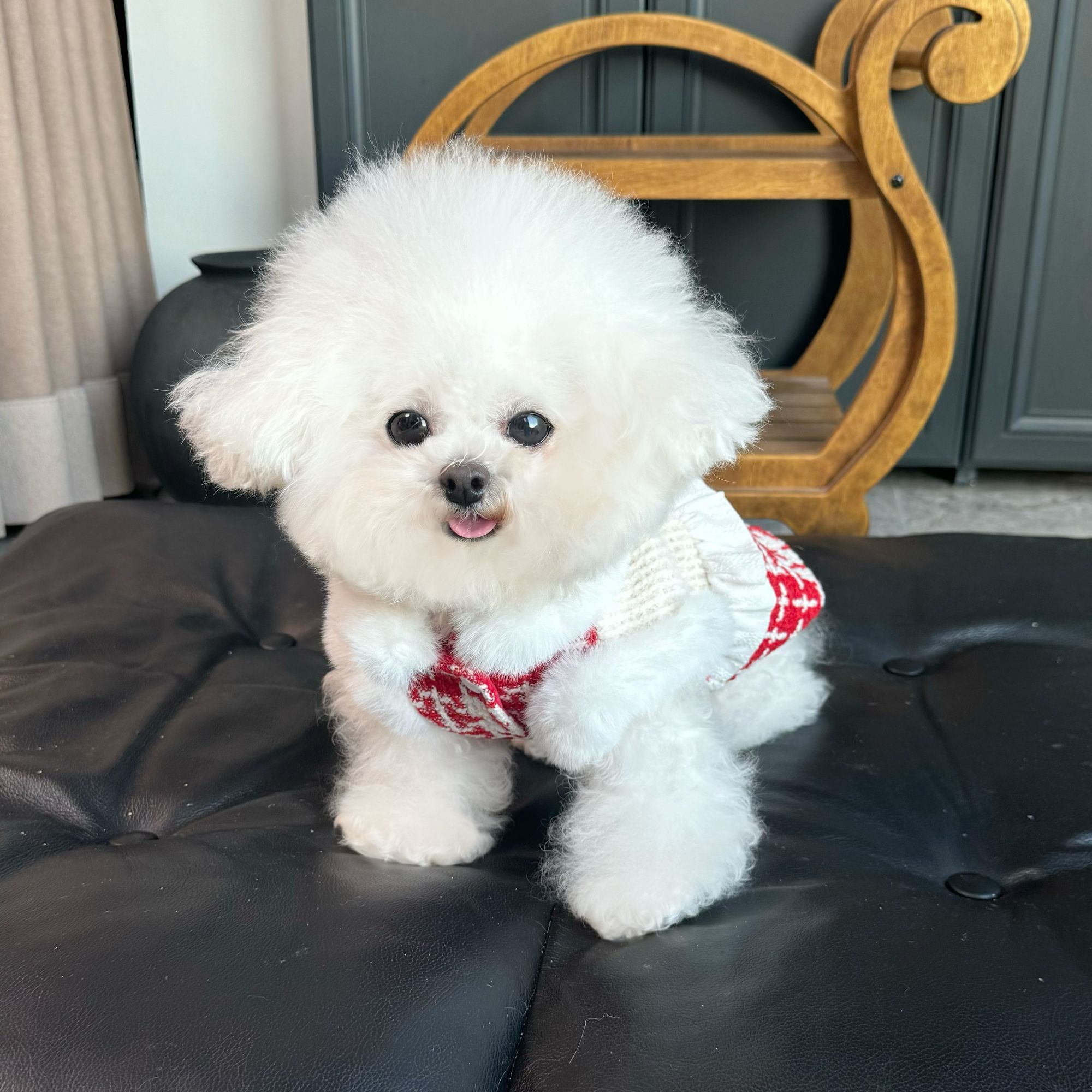 五只小白熊原创宠物衣服秋冬红色小香圣诞裙子狗狗猫咪新年公主裙