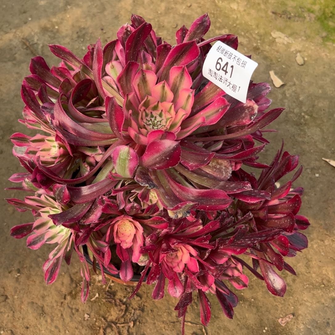 641铜壶超白多肉植物法师