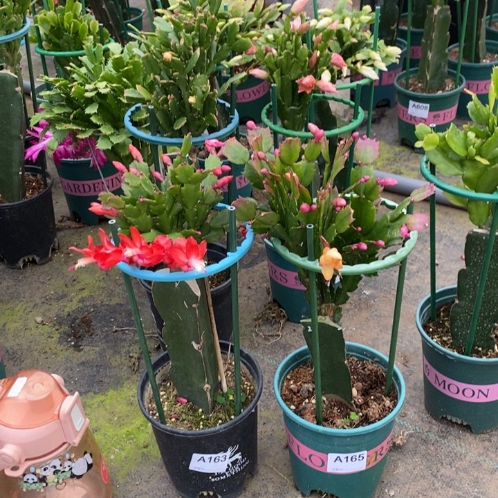 大部分花苞少量开放163，165