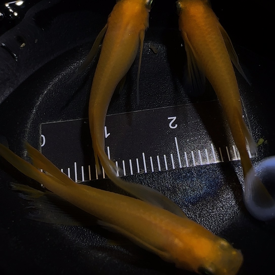 青鳉鱼一物一拍648