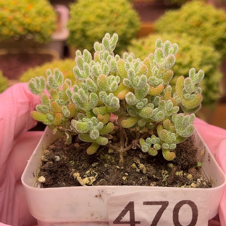 无花朵470冰晶可爱多肉