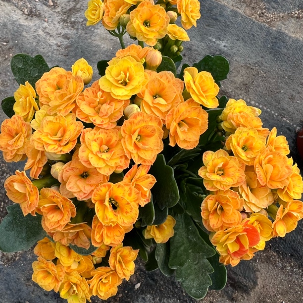 【露丝】110盆 拍够两单发货