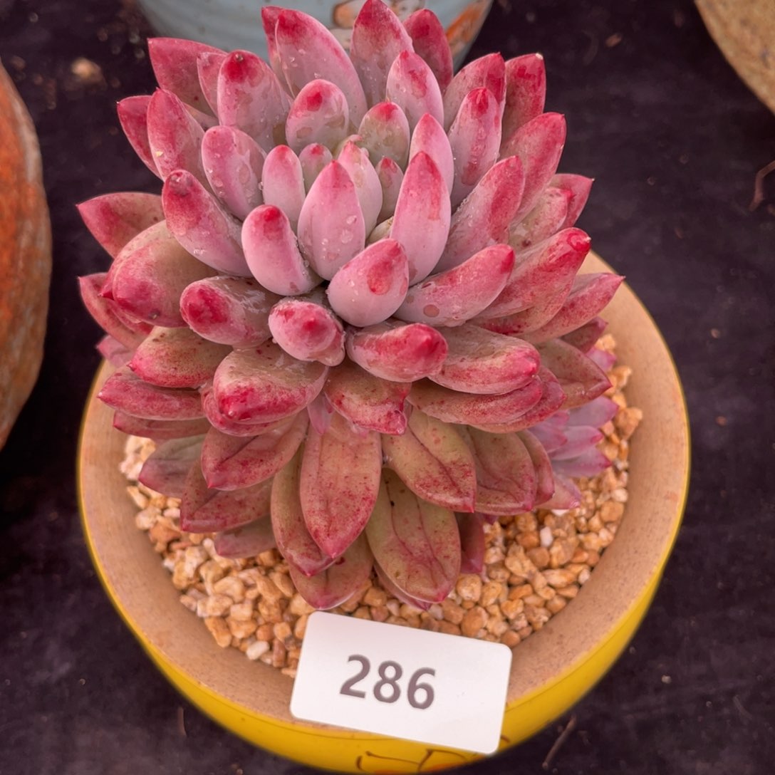 286虞美人多肉植物