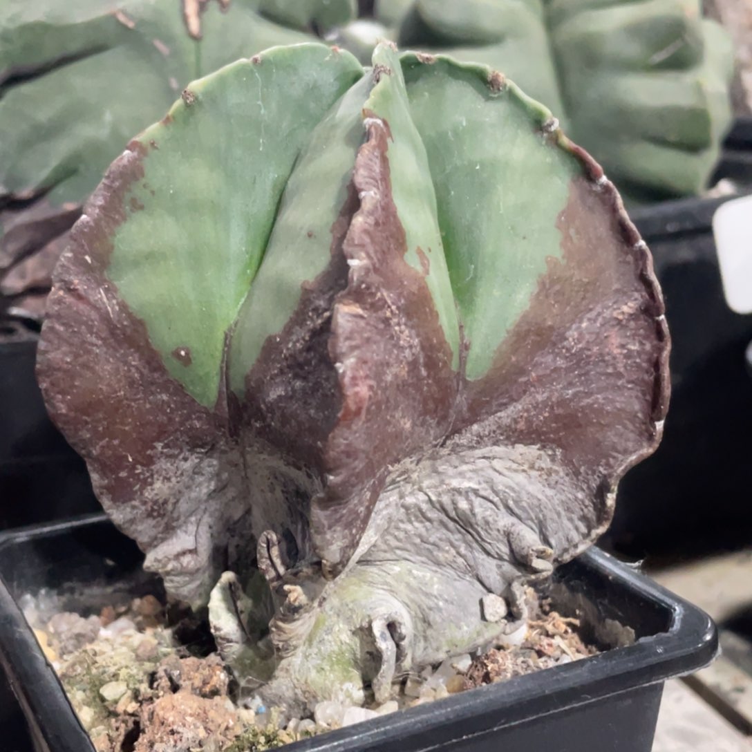 实生，老桩鸾凤玉9公分，福利