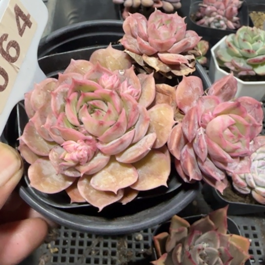 64 一物一拍多肉