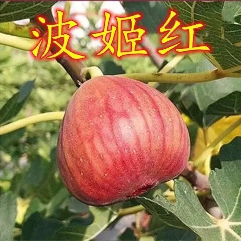 【带果发货】波姬红无花果树苗带果盆栽南北方可种植矮化耐寒小绿