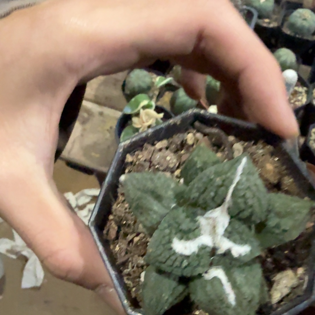 看***看有根发货岩牡丹包邮