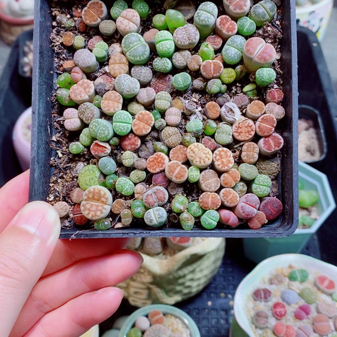 生石花花花花花花花花74