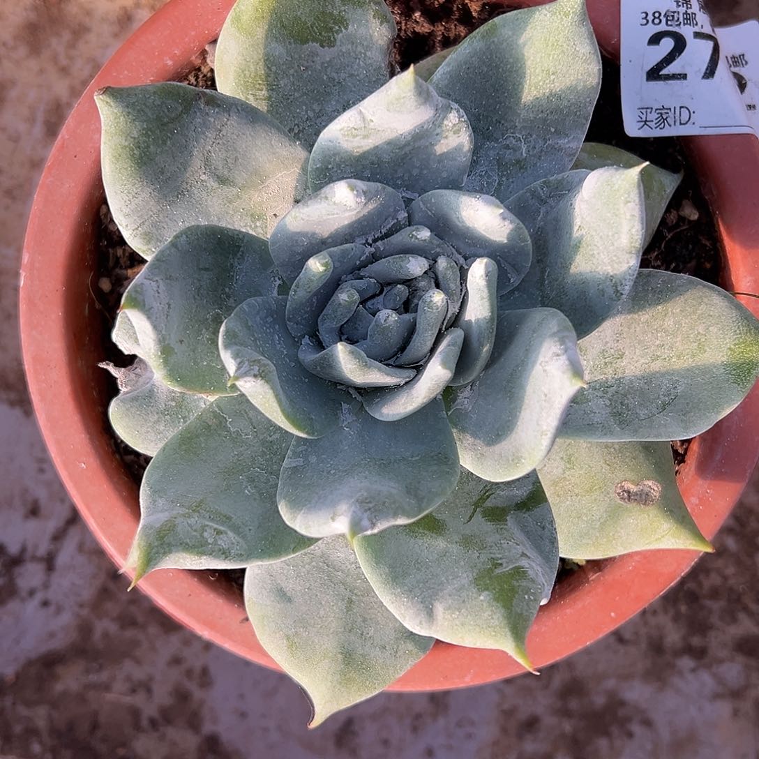 雪山杂宽叶一物一拍2702