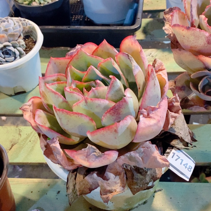 【闪购商品】肯尼迪17148