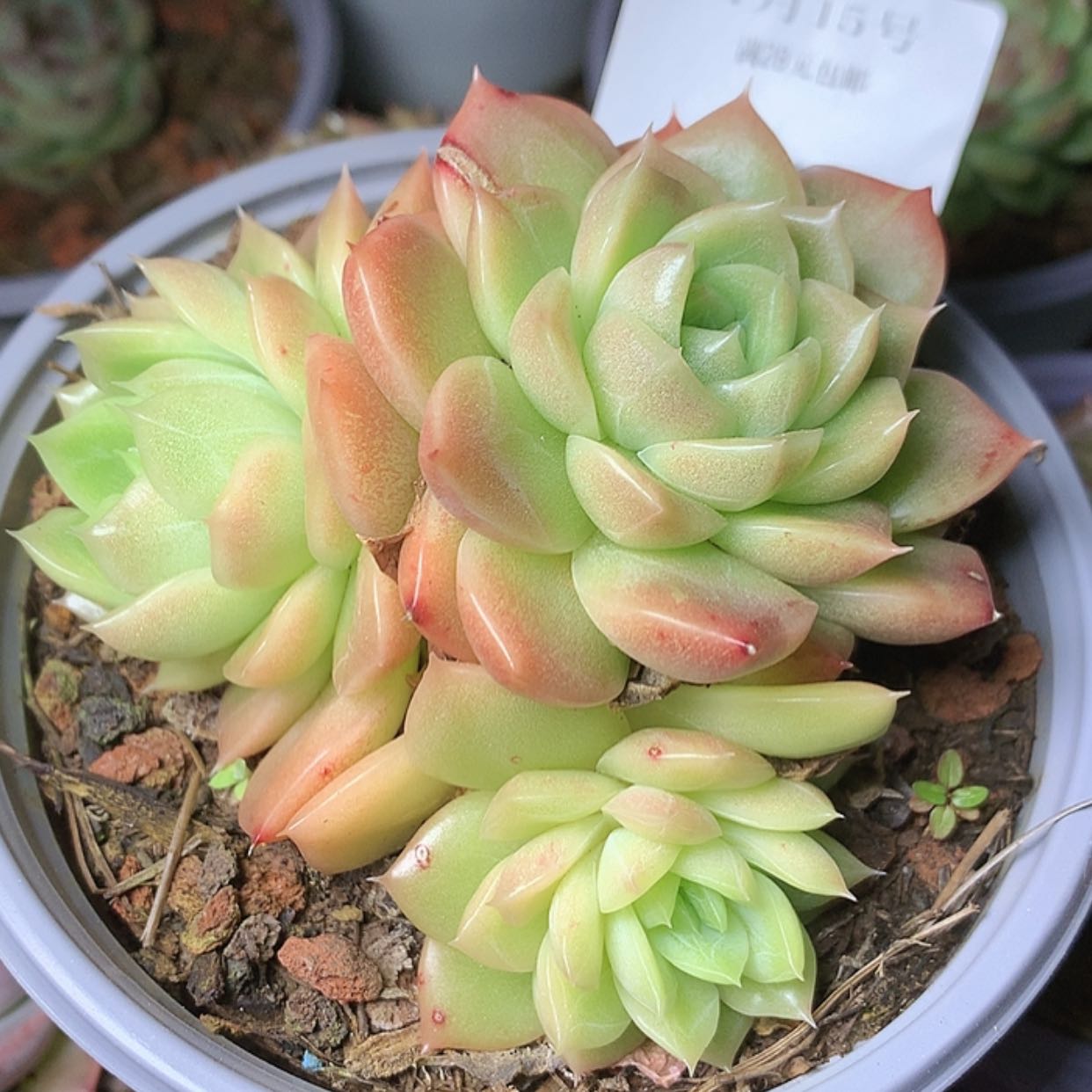 【闪购商品】云771