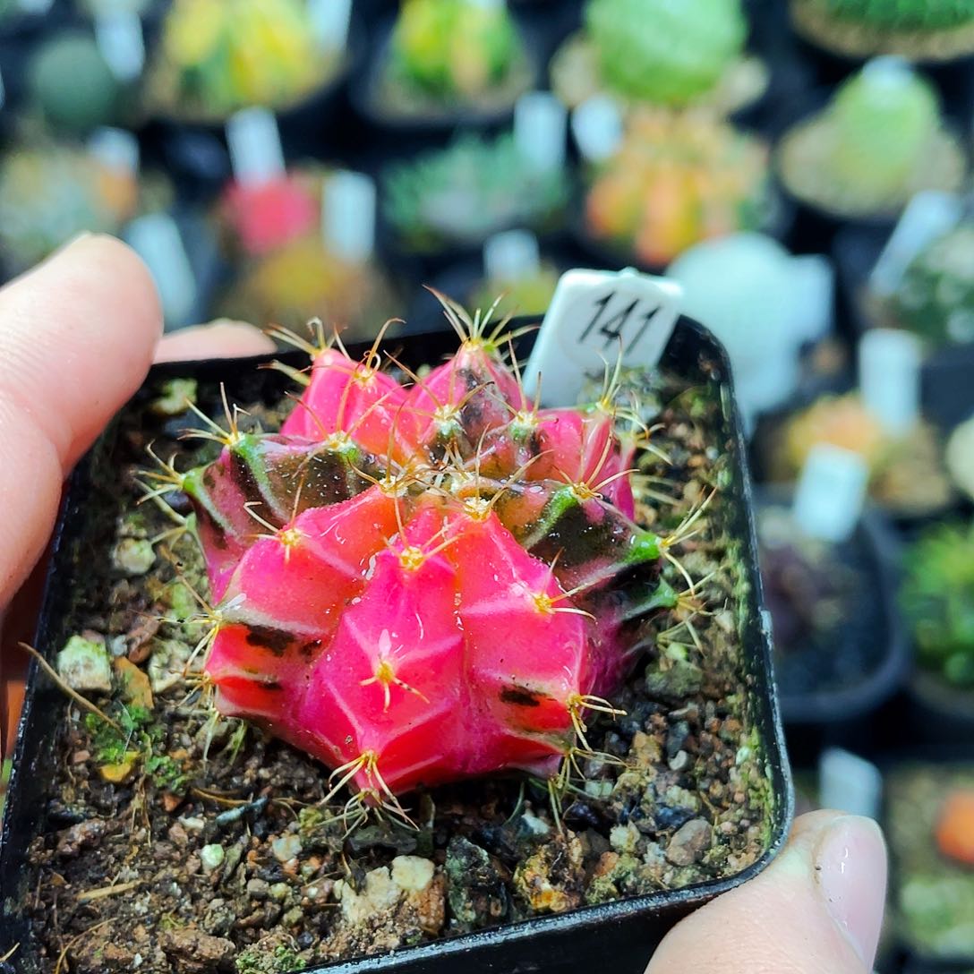 非偏远地区满25包邮仙人球