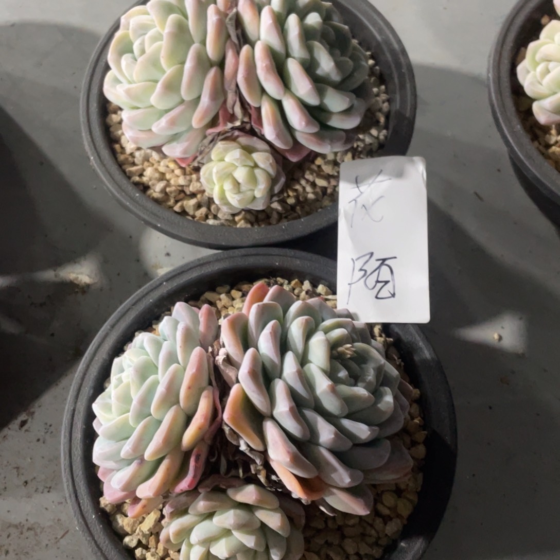 花陌专拍冰玉群生两颗