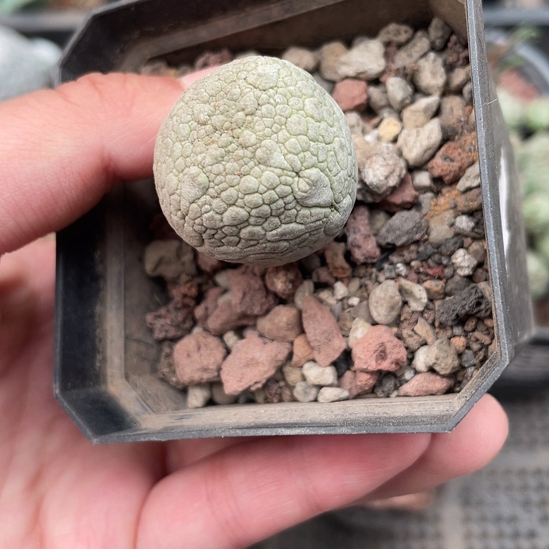 068凝蹄玉（满18元包邮）