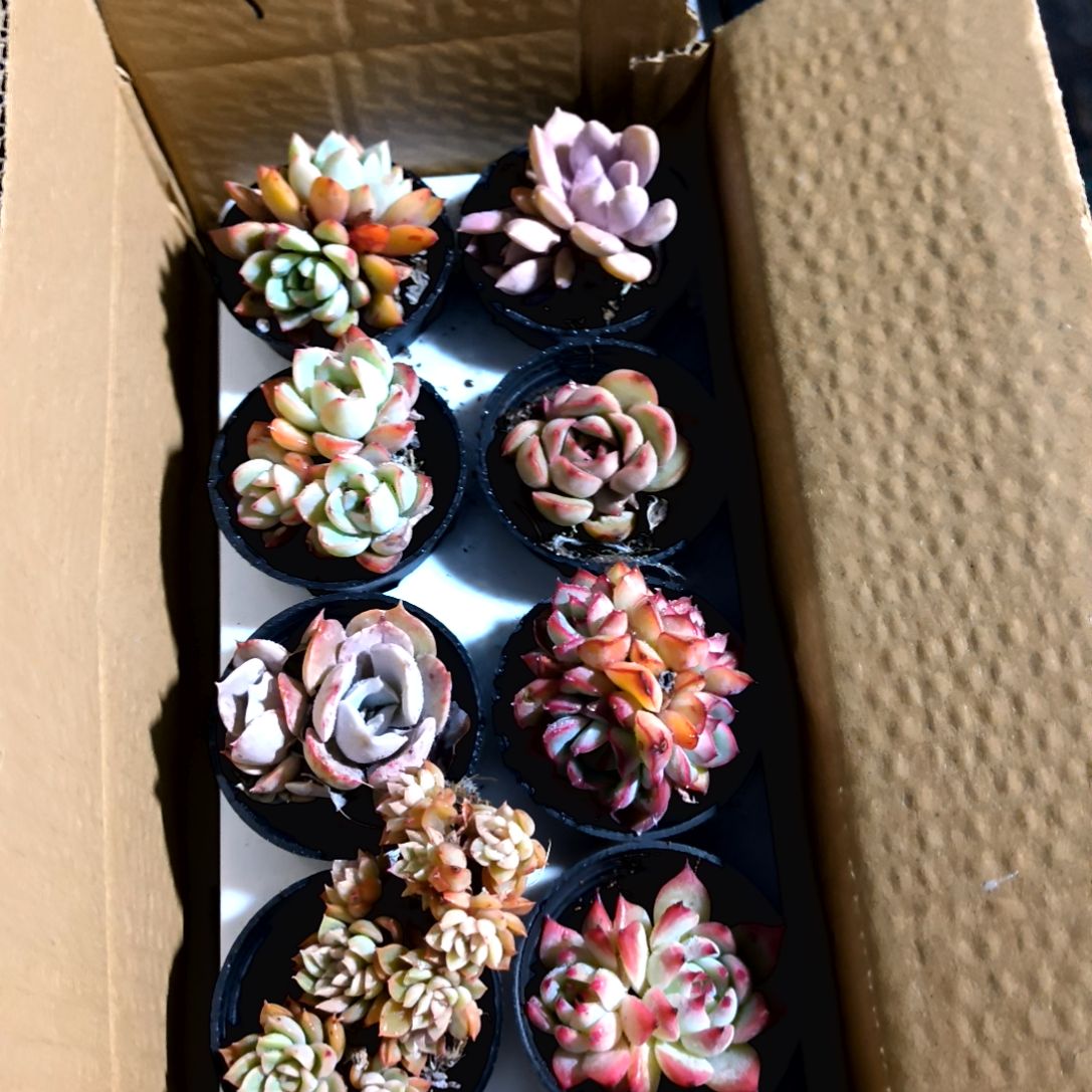 团****^一物一拍绝绝子，1-56号