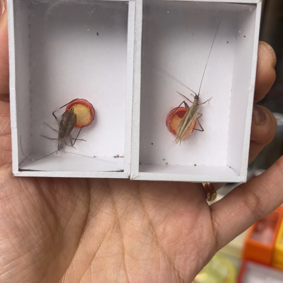 5***哥2只红竹拍拍拍拍拍