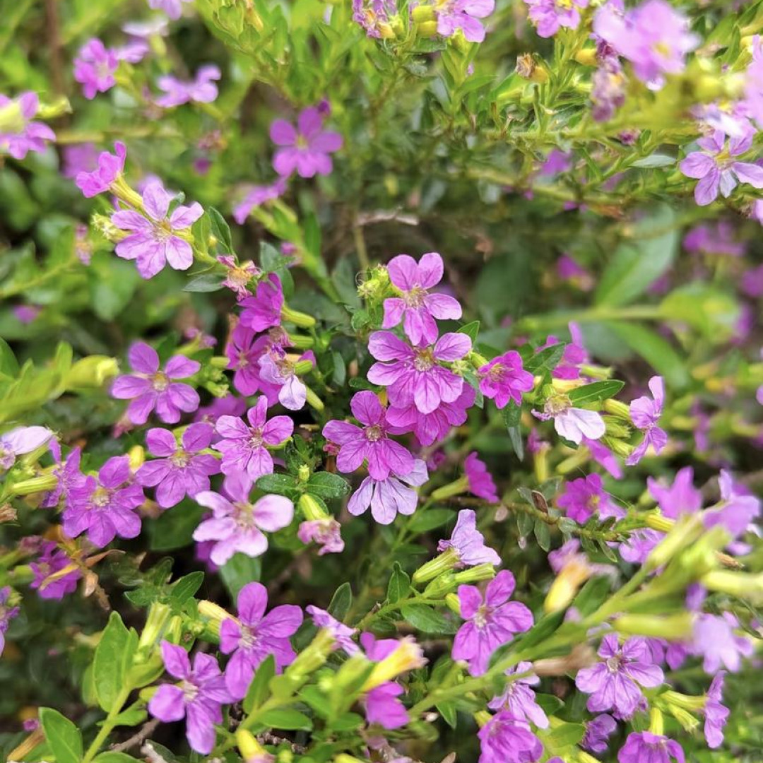 [满天星2盆] 13cm盆 带花苞多年生四季开花卉植物盆栽庭院耐寒爆