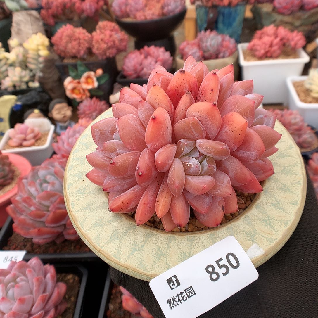 850果冻橙多肉植物666