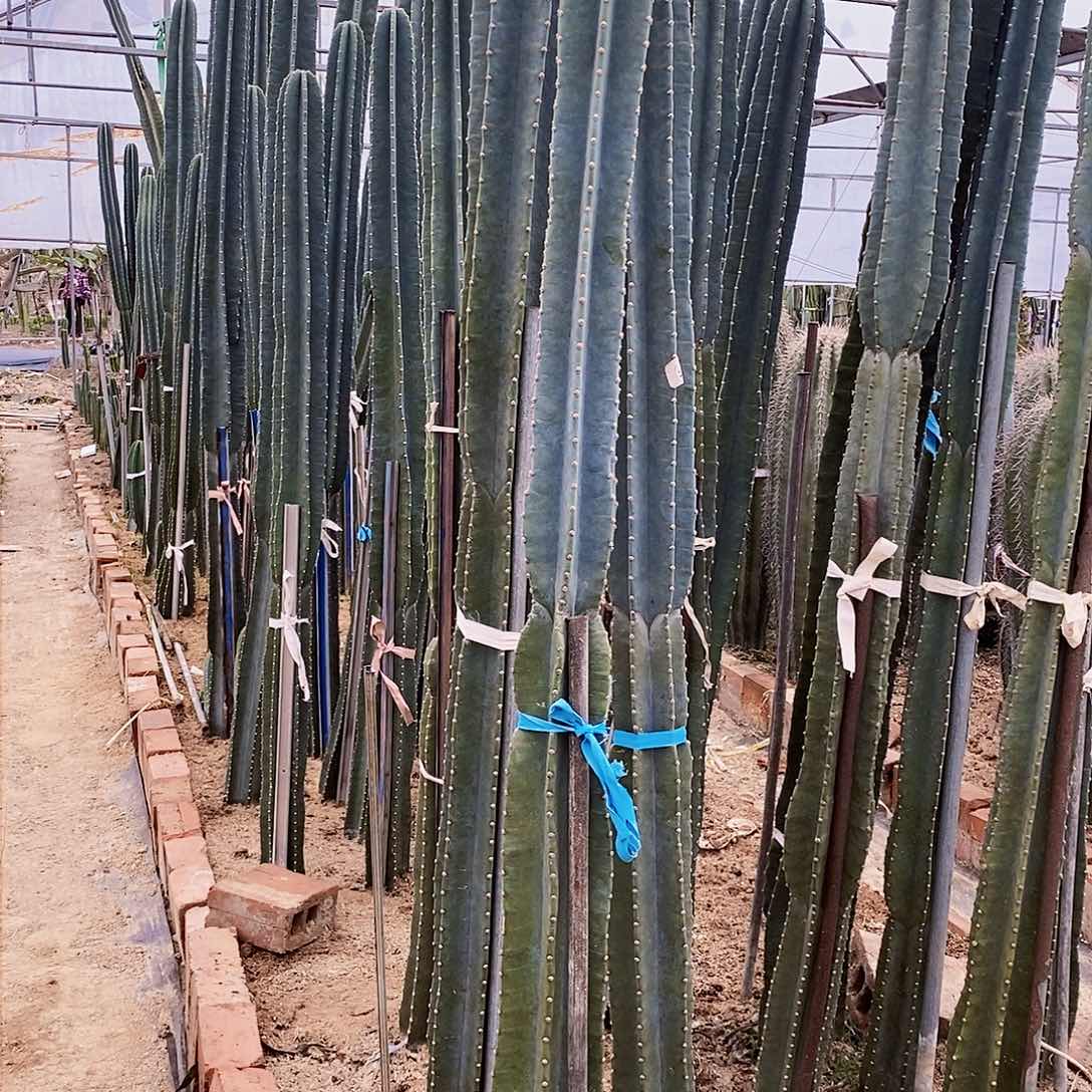 量天尺套餐（40 60 80）有根3根