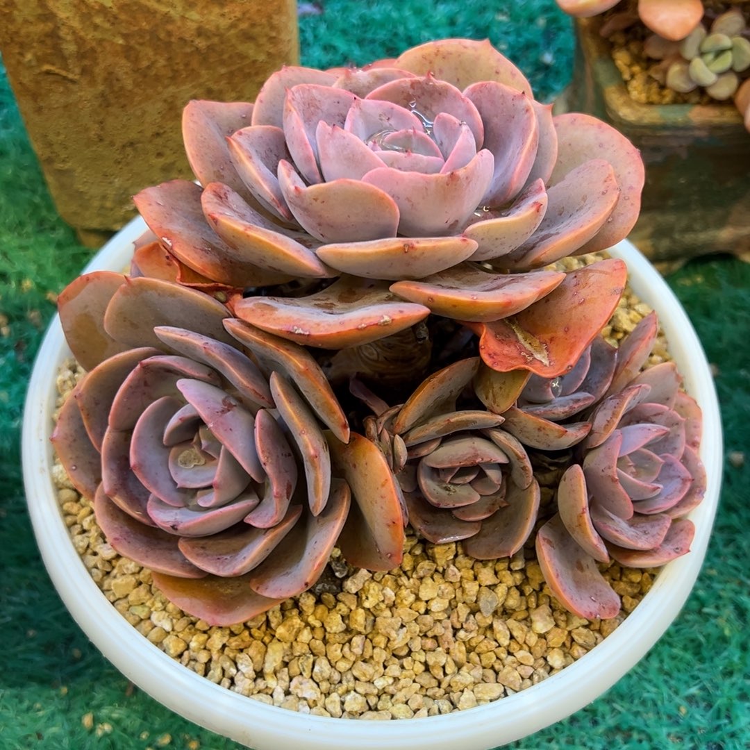 尘埃玫瑰，，，，，，，，，，，，，，