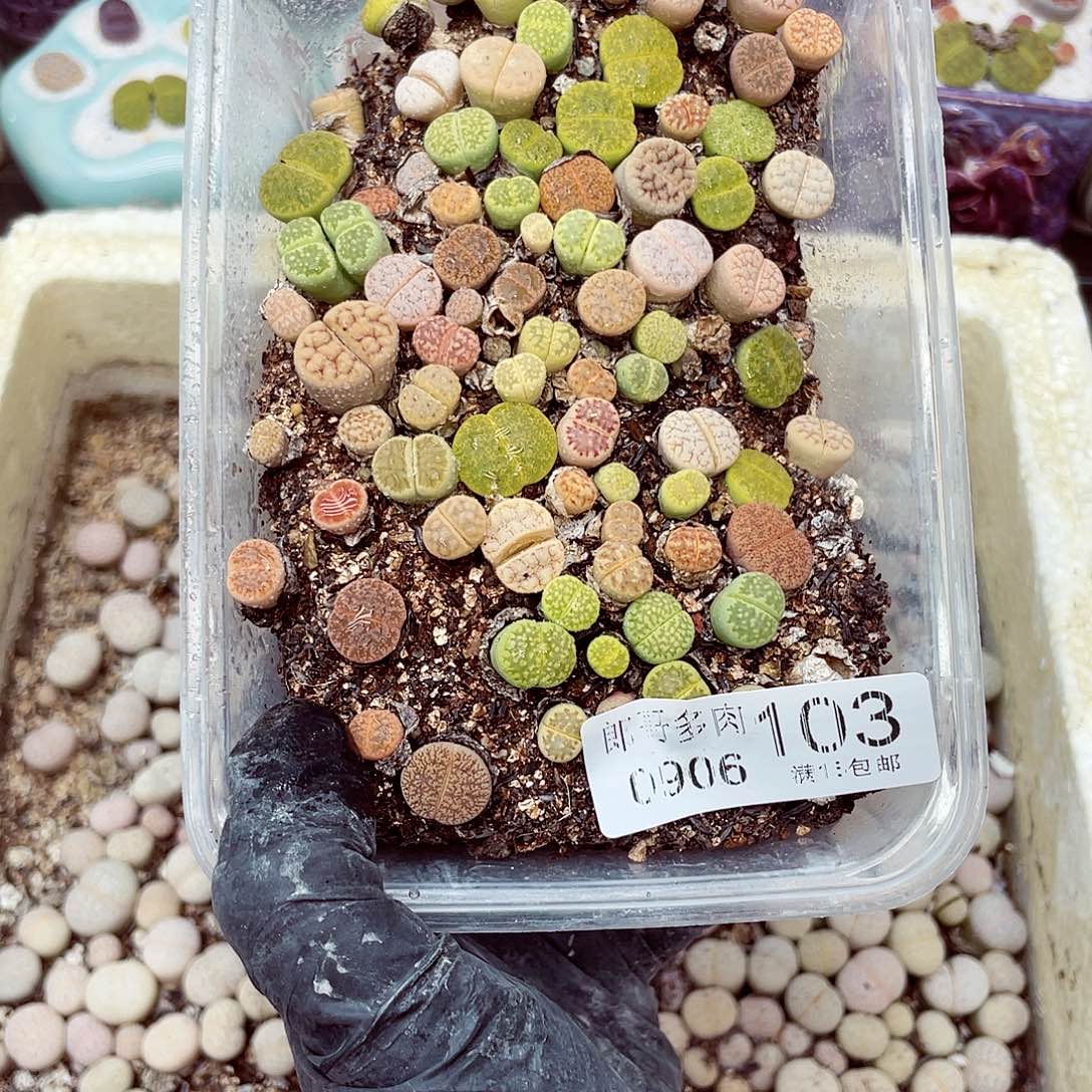 生石花18包邮0906-103